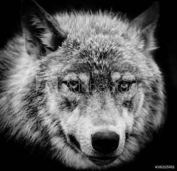 Picture of Eyes of the wolf A black and white head shot of a wolf 